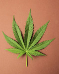 Marijuana leaf