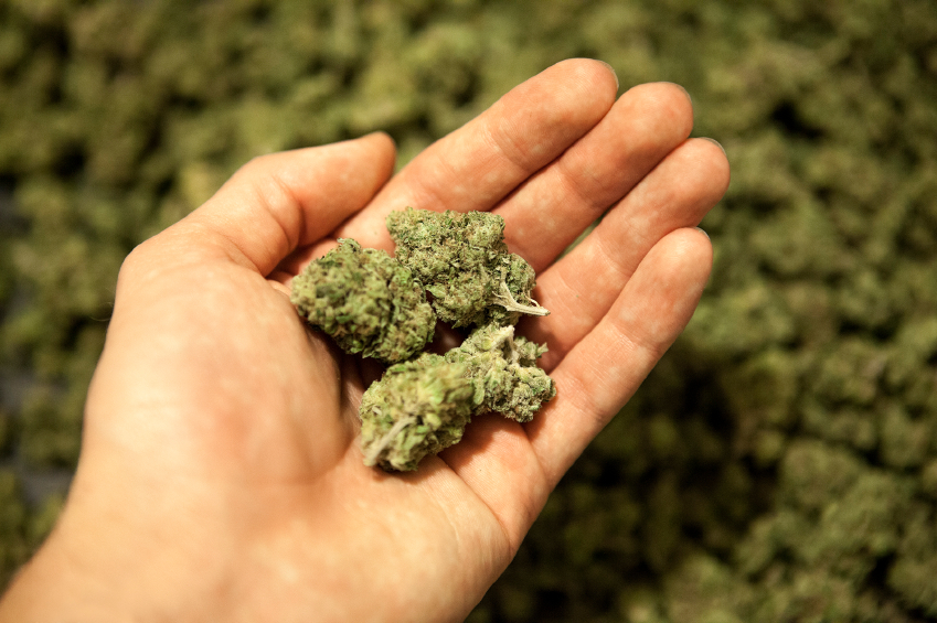 Marijuana pile